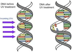 UV滅菌のしくみ