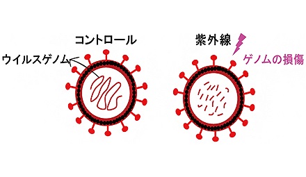 Cov-2-SARS コロナウイルスやCOVID-19 新型コロナウイルスに対する効果の情報