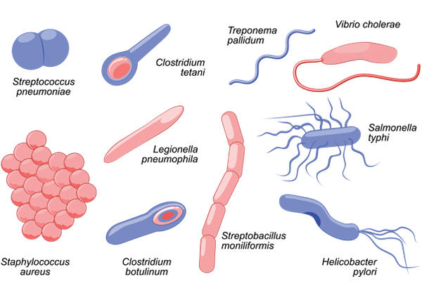 What Bacteria Can Be Found in Drinking Water?-Disinfection of water