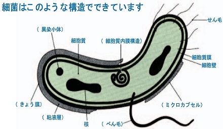 【資料】細菌の構造と大きさ