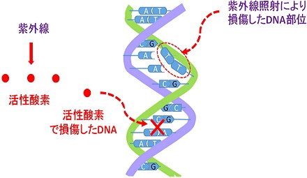 【資料】紫外線殺菌原理の最新研究結果